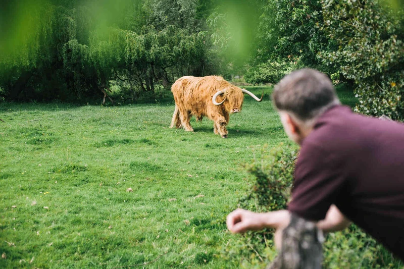 Man beobachtet wasserb&uuml;ffel drau&szlig;en auf der wiese